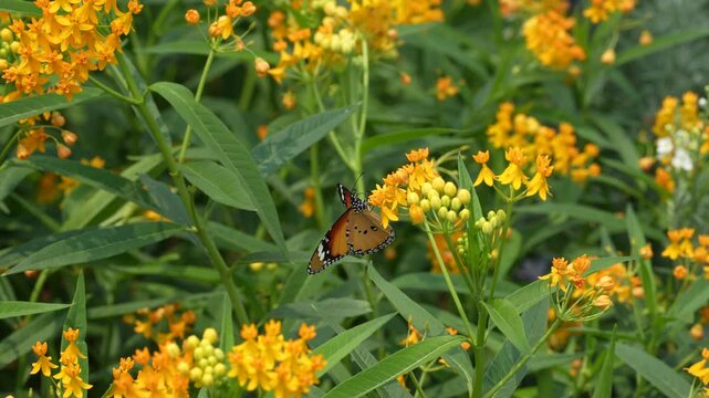 Close-up butterfly on flower in garden