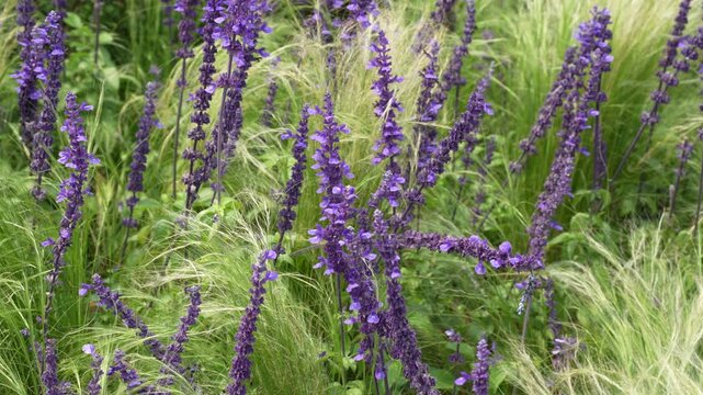field with many flowers of lavender