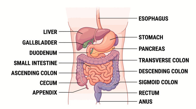The human digestive system illustrated with labeled organs and parts in a medical diagram