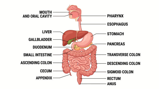 The human digestive system anatomy diagram shows internal organs including stomach, liver, and intestines.