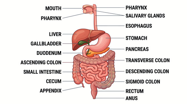 The human digestive system illustrated with labeled parts and organs in a medical diagram