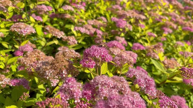 a lush Japanese Spirea shrub in full bloom. A lively, fresh summer garden atmosphere. Bees collect pollen from a spirea bush