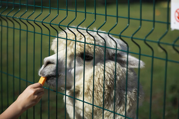 Fototapeta premium Child Feeding Alpaca Carrot Through Fence in Outdoor Farm Setting