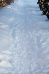 Naklejka premium Snowy Winter Path in Forest with Deep Footprints, Illuminated by Soft Sunlight