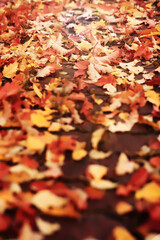 Naklejka premium Lively closeup of falling autumn leaves with vibrant backlight from the setting sun