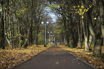 Naklejka premium Autumn Pathway Through Leaf-Filled Park with Trees and Lamp Posts