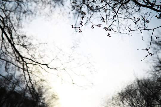 Bare Winter Branches Against Overcast Sky