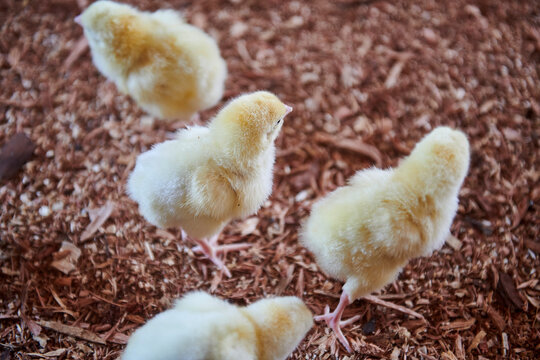 broiler chickens have just arrived