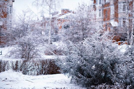 Winter atmospheric landscape with frost-covered dry plants during snowfall. Winter Christmas background