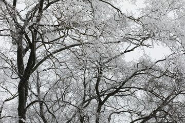 Obraz premium White snow on a bare tree branches on a frosty winter day, close up. Natural background. Selective botanical background.