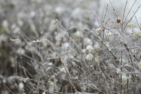 White snow on a bare tree branches on a frosty winter day, close up. Natural background. Selective botanical background.