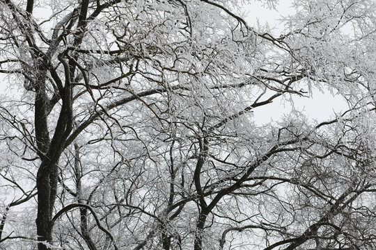 White snow on a bare tree branches on a frosty winter day, close up. Natural background. Selective botanical background.