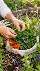 Fototapeta premium Hands harvesting herbs and flowers in vibrant foraging garden, background