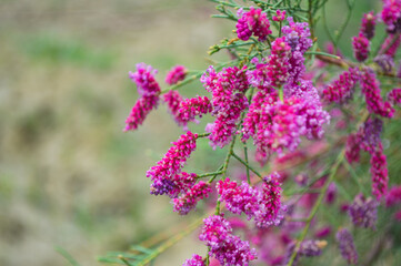 Fototapeta premium purple flowers in the garden, wild pink plant rainy season nature landscape