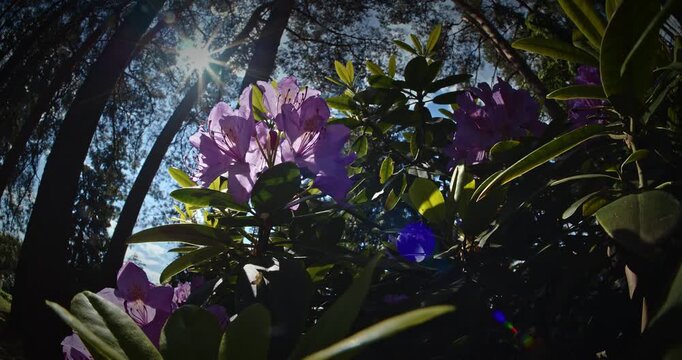 Radiant Purple Flowers Illuminated by Soft Sunlight Glow