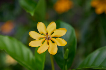 Fototapeta premium Close-up view of yellow Kedah Gardenia or Golden Gardenia flower blooming on tree