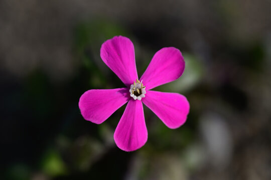 柴桜