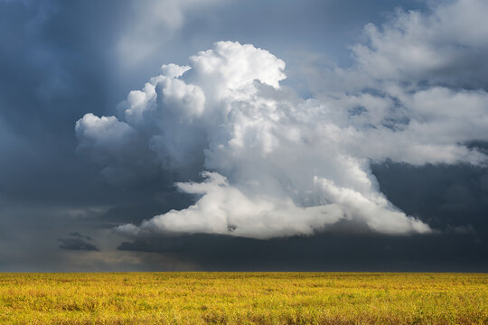 Large white cloud against a backdrop of thunderclouds and a bright field of wheat, Ryazan region of Russia