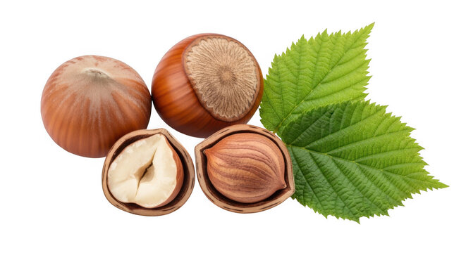 Hazelnuts and leaves on a white background