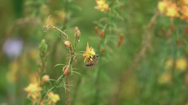 Honey Bee collecting pollen on a flower in the garden