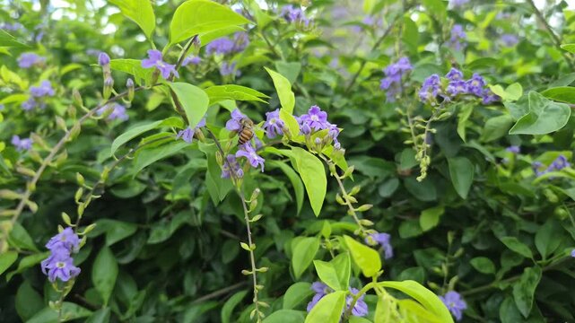 4k 120fps slow motion video of Duranta erecta of  Golden Dewdrop plant.