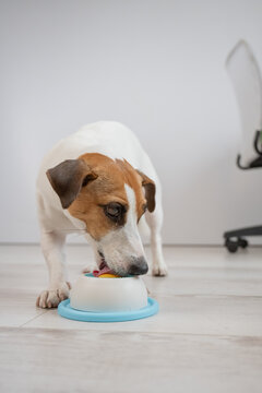 A Jack Russell Terrier dog licks a lick toy.