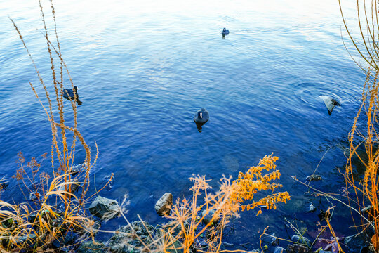 Coots swimming on blue water. Birds in nature.
