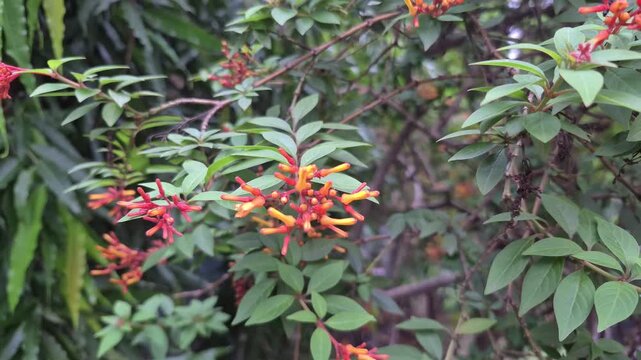 4k 120fps slow motion video of Firebush plant.