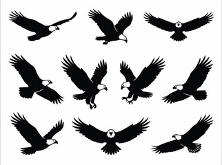 Fototapeta premium Eagles fly freely outdoors in various soaring poses together.