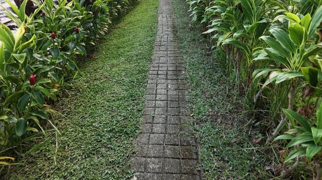 Stone Paving Block Footpath in Lush Garden Surrounded by Green Tropical Plants