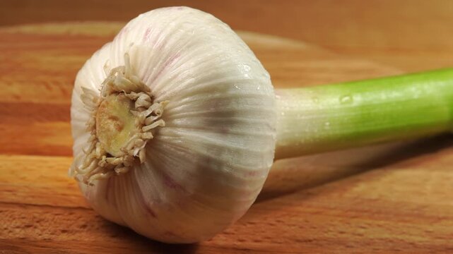 Single young garlic bulb with stem and water drops slowly rotating on wooden background.