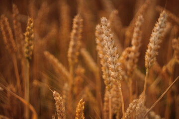 field of wheat © Roksolana