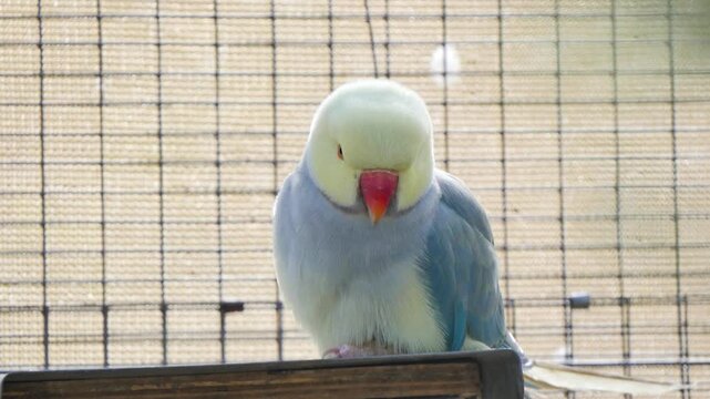 Indian Ringneck Parakeet bird sitting in enclosure