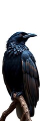 Obraz premium A majestic raven perched on a white background, its feathers painted with vibrant colors, nature, background