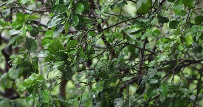 Pomelo tree in the rain with wet green leaves gently swaying in the wind, freshness, tropical nature, rainy season, agriculture, and environmental themes