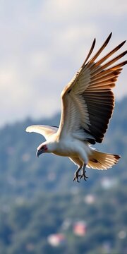 Elegant white-backed vulture soars overhead, scanning for carrion, || elegant, scanning