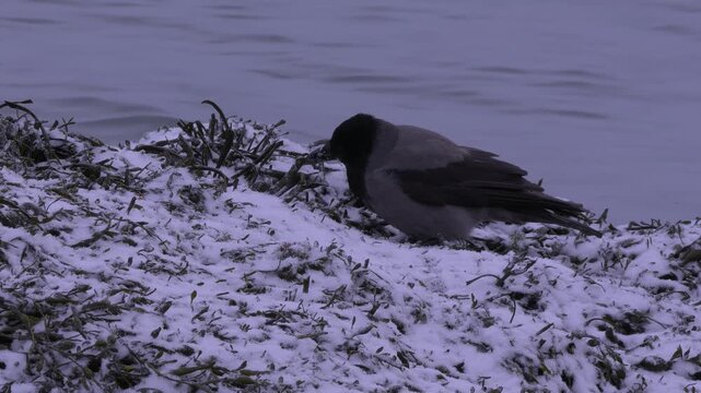 A crow foraging on seaweed anchored to coastal rock covered with snow on a cold winter day.
