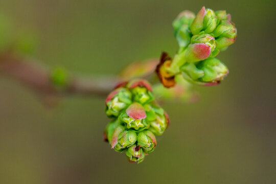 Blueberry bud cluster in spring garden. Macro. Selective focus.