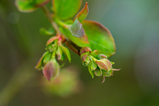 Blueberry bud cluster in spring garden. Macro. Selective focus.