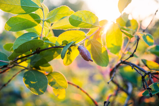 Honeysuckle branch with ripe berries in golden sunset light. Selective focus.