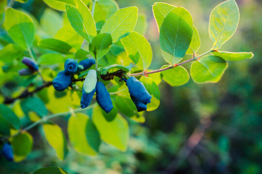 Honeysuckle branch with ripe berries in golden sunset light. Selective focus.