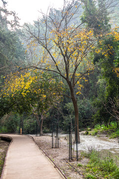 Trail at Nahal Hashofet at Ramat Menashe Forest part of the Carmel mountain range in Israel
