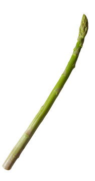 アスパラガス 生のまま並べられた1本の切り抜き グリーンアスパラ 野菜食材