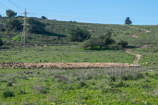 A young Arab shepherd with his flock of sheep at Ramat Manashe Park in Israel.
