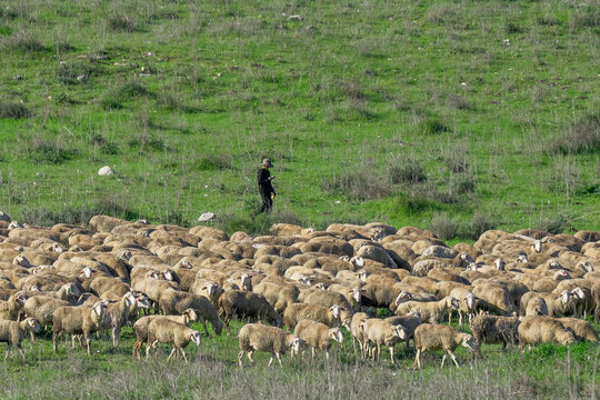 A young Arab shepherd with his flock of sheep at Ramat Manashe Park in Israel.
