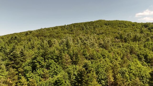 Scena naturale ricca di vegetazione, con alberi sempreverdi e cespugli illuminati dal sole. Un ambiente verde e rigoglioso che trasmette calma