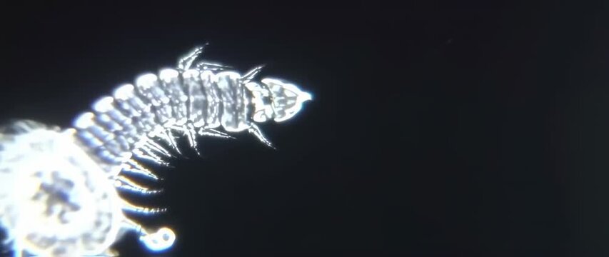 Microscopic marine invertebrate