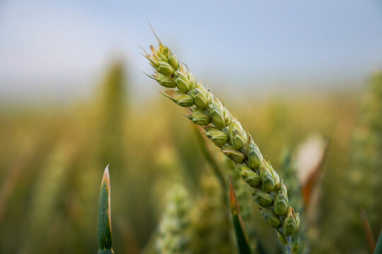 Green weat in a field