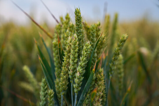 Green weat in a field