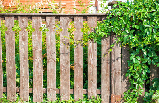 Rustic wooden fence stands amid lush ivy leaves
